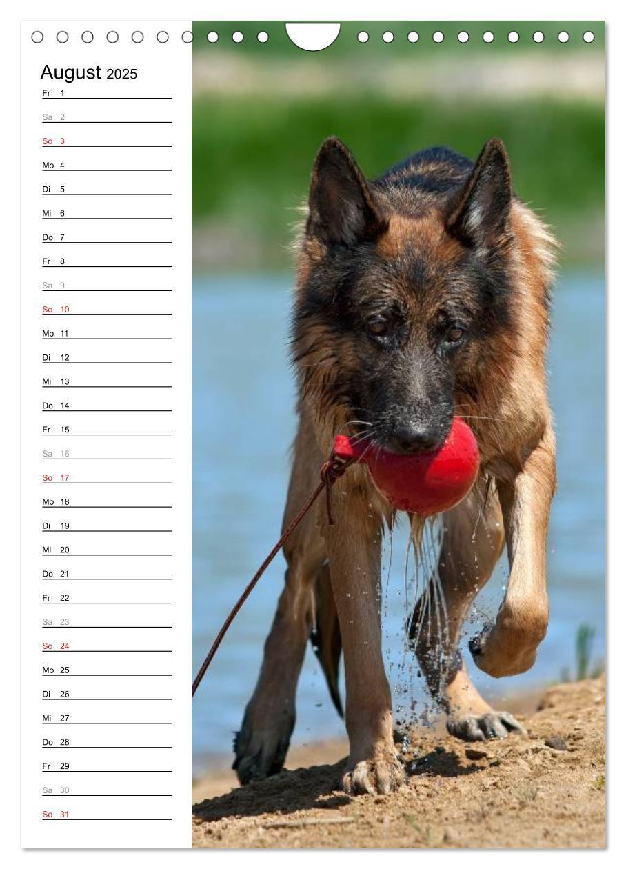 Bild: 9783457008874 | Deutscher Schäferhund - unser bester Freund (Wandkalender 2025 DIN...