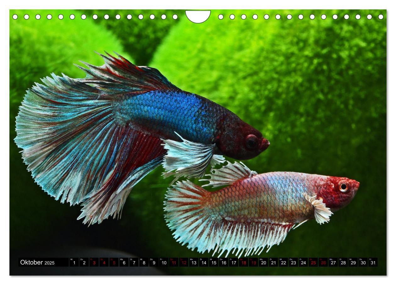 Bild: 9783383867392 | Beliebte Fische der Welt (Wandkalender 2025 DIN A4 quer), CALVENDO...