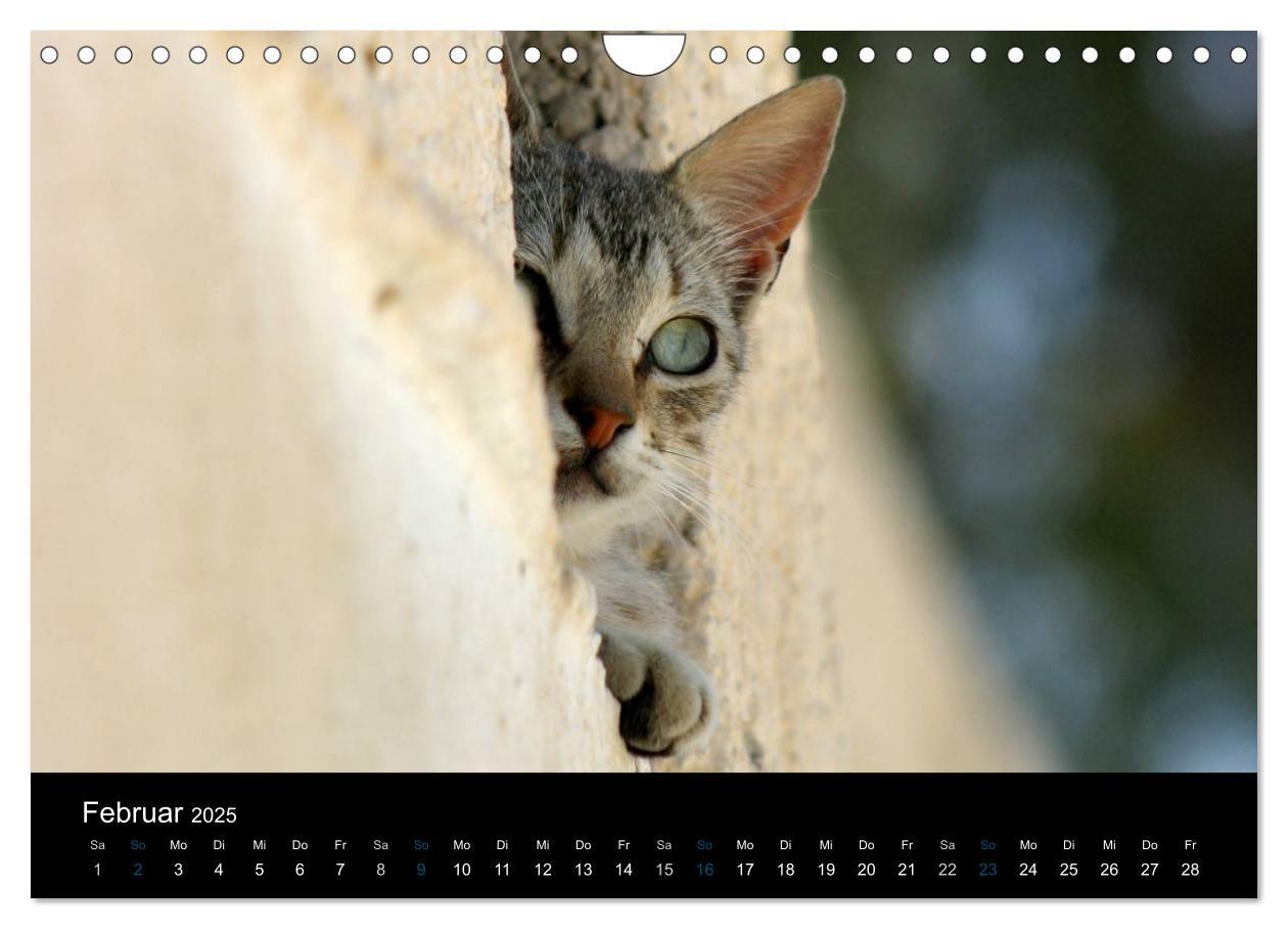 Bild: 9783435684069 | Katzensprung (Wandkalender 2025 DIN A4 quer), CALVENDO Monatskalender