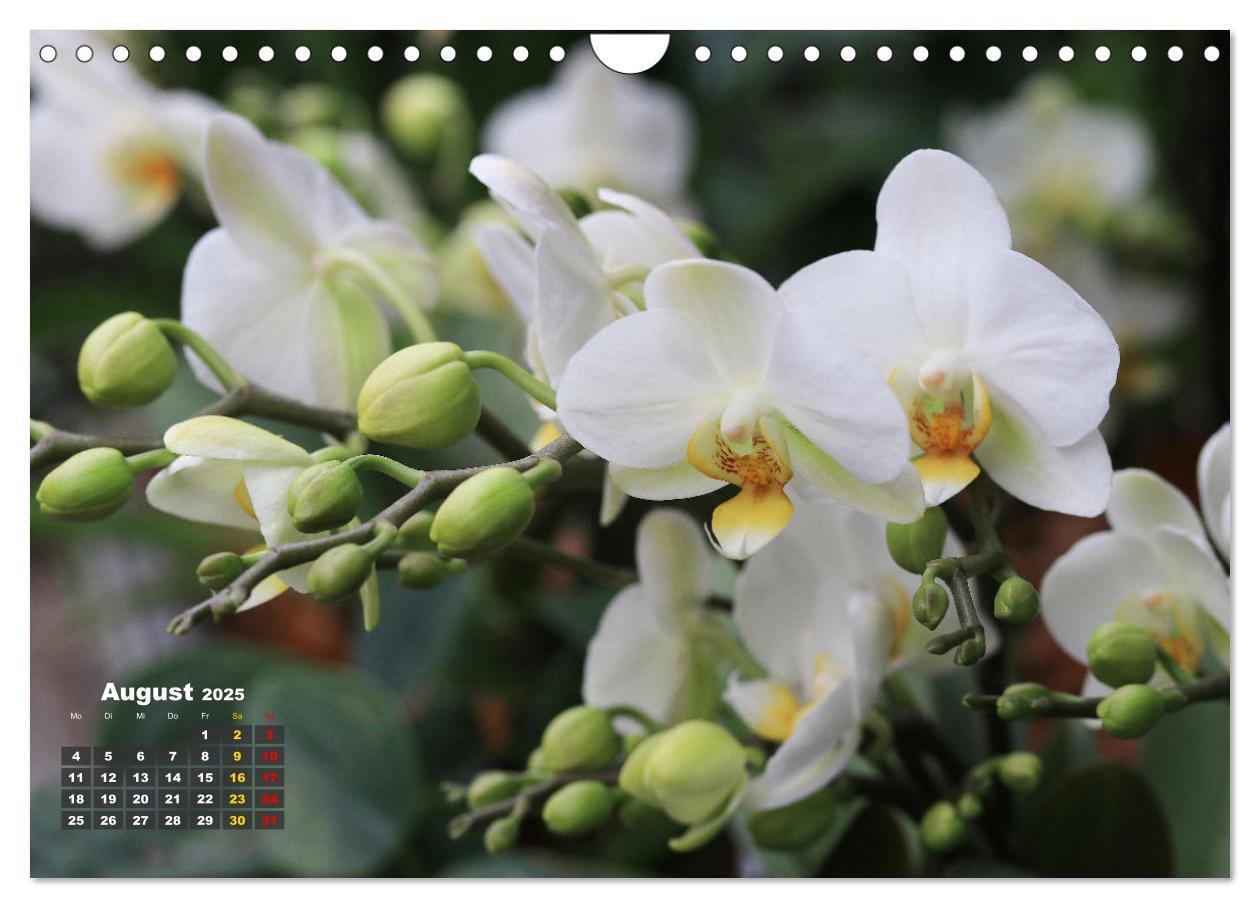 Bild: 9783383778551 | Prächtige Orchideen (Wandkalender 2025 DIN A4 quer), CALVENDO...