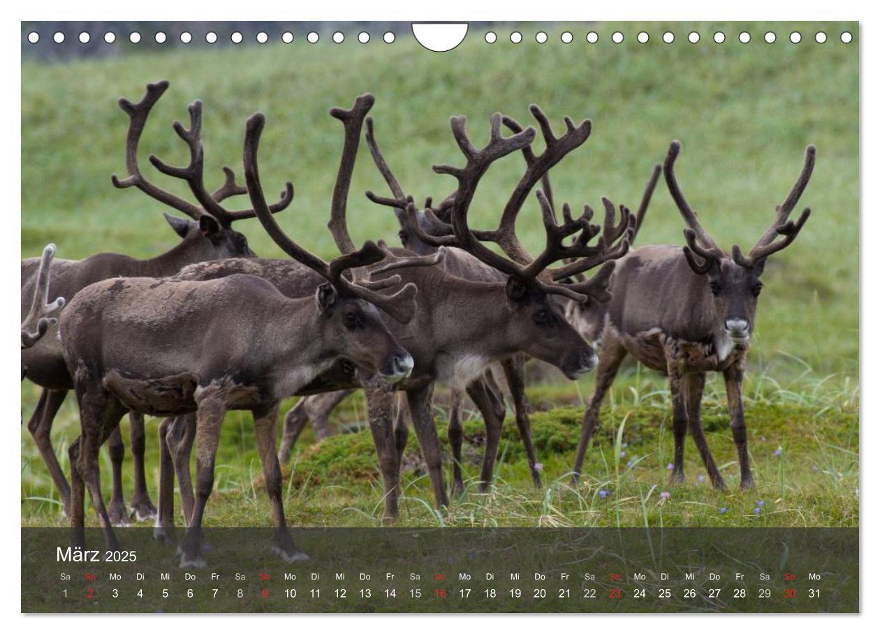 Bild: 9783435777730 | Lappland 2025 (Wandkalender 2025 DIN A4 quer), CALVENDO Monatskalender