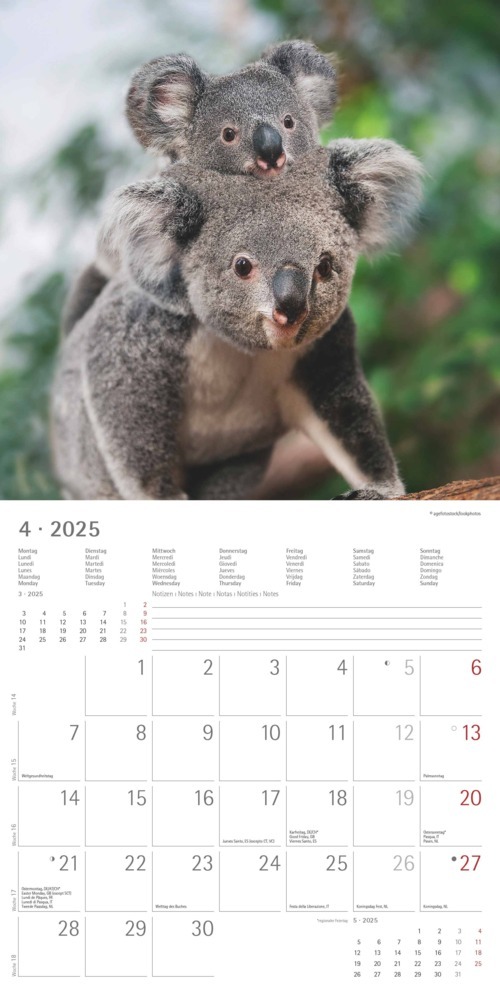 Bild: 4251732340759 | Alpha Edition - Koalas 2025 Broschürenkalender, 30x30cm,...