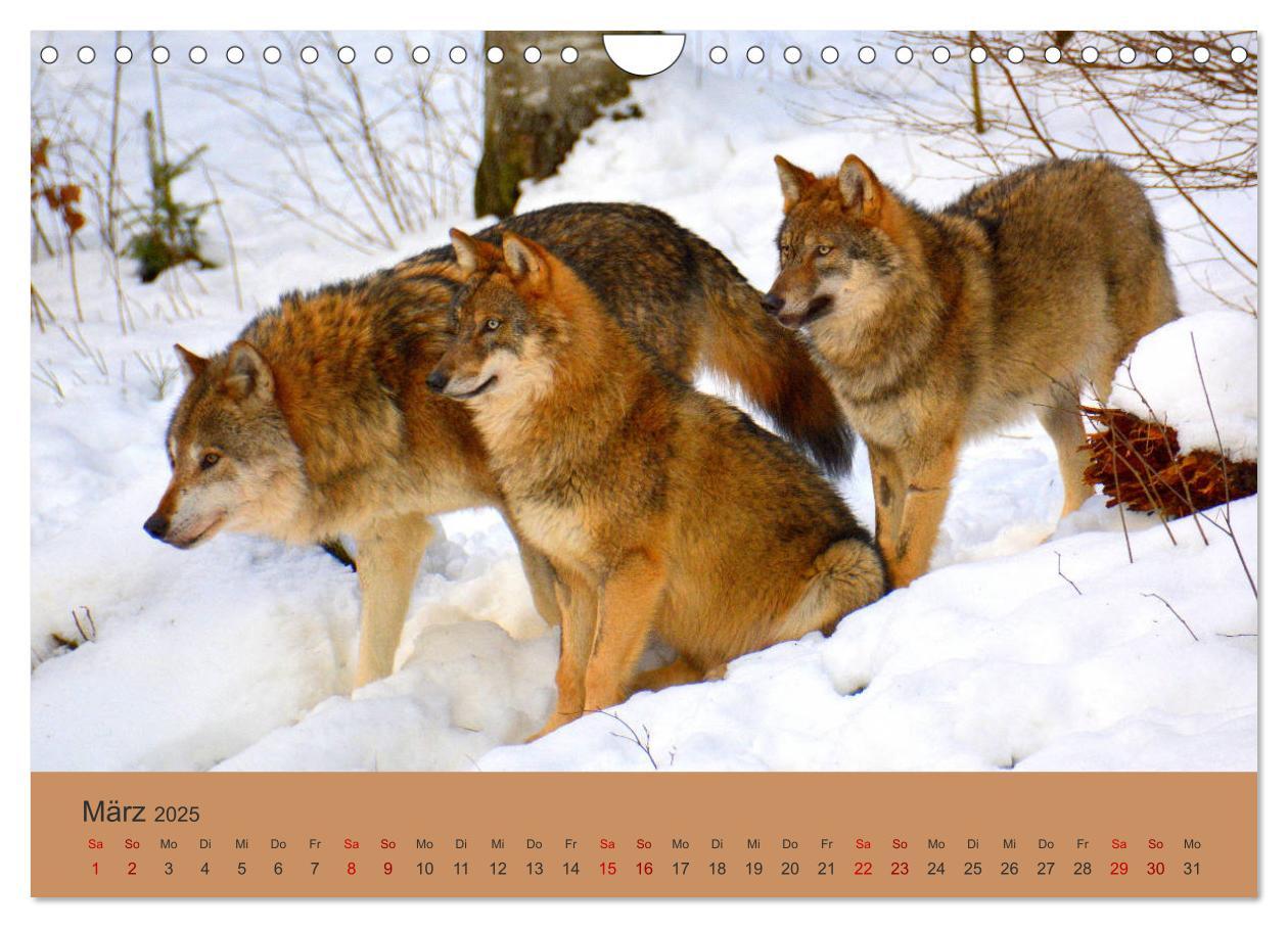 Bild: 9783435393817 | Begegnungen DER WOLF (Wandkalender 2025 DIN A4 quer), CALVENDO...