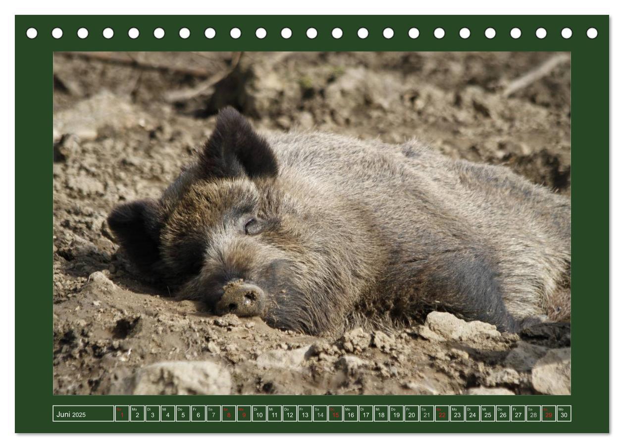 Bild: 9783435776429 | Schweinkram - Die Wildschweine sind los (Tischkalender 2025 DIN A5...