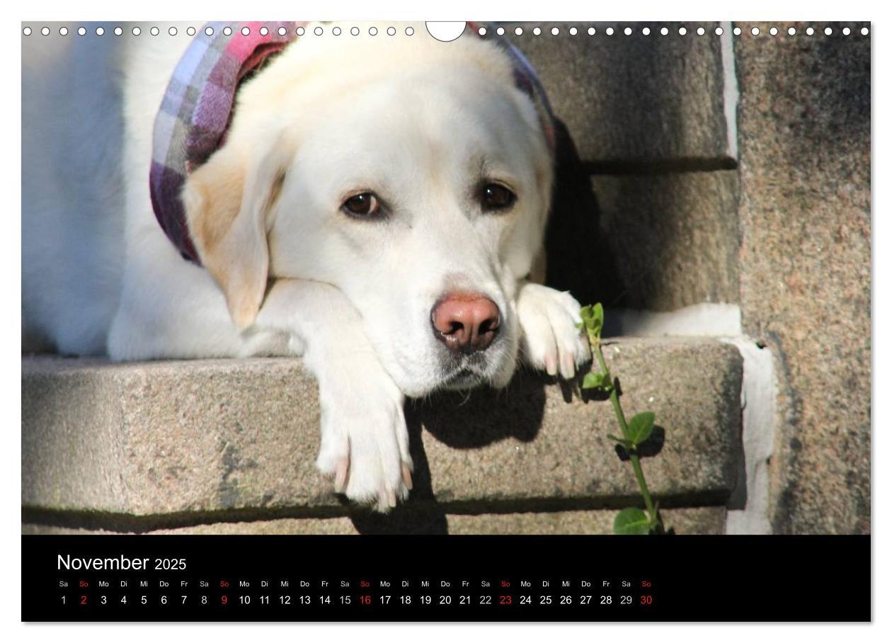 Bild: 9783435756575 | Labrador Retriever 2025 (Wandkalender 2025 DIN A3 quer), CALVENDO...