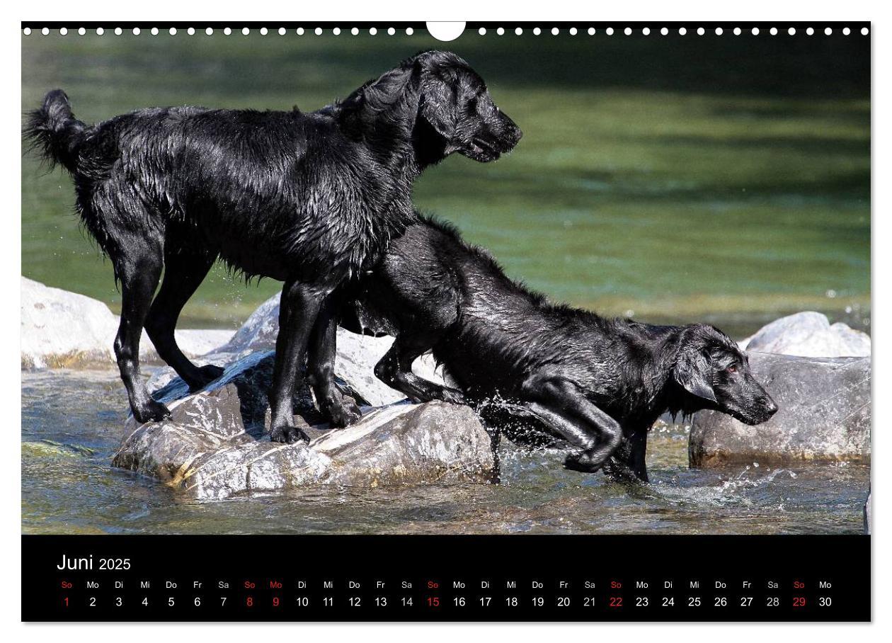 Bild: 9783435726066 | Flatcoated Retriever (Wandkalender 2025 DIN A3 quer), CALVENDO...