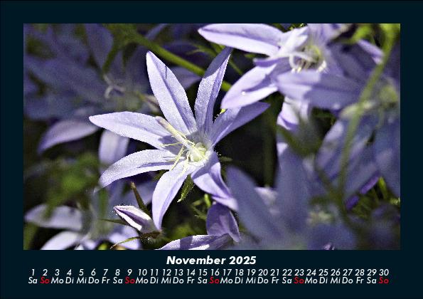 Bild: 9783755986577 | Blumenkalender 2025 Fotokalender DIN A5 | Tobias Becker | Kalender