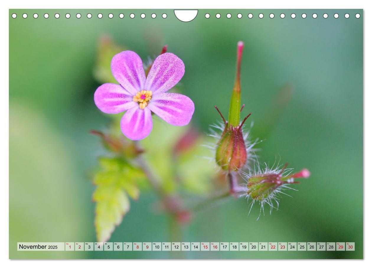 Bild: 9783435255320 | Wenn Blüten träumen tanzt das Licht (Wandkalender 2025 DIN A4...