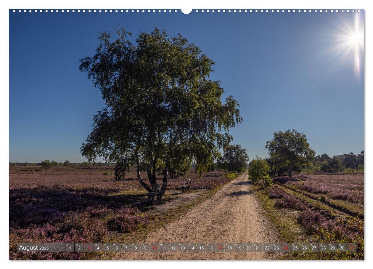 Bild: 9783383852541 | Die Lüneburger Heide - In voller Blüte (Wandkalender 2025 DIN A2...