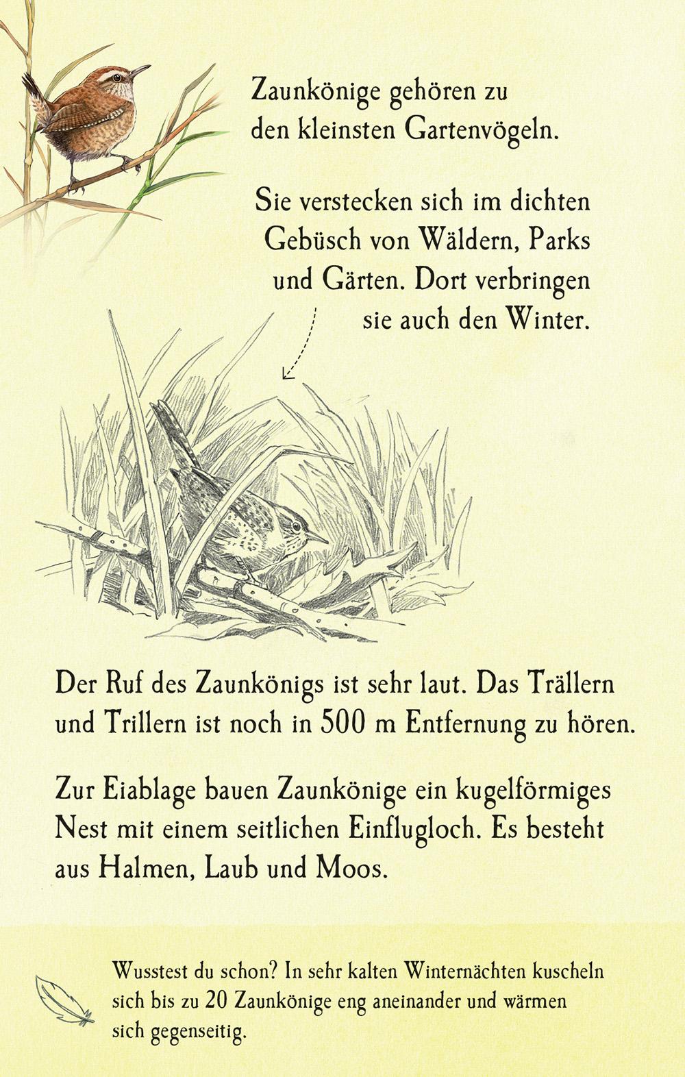 Bild: 9781035703302 | Natur-Entdecker-Karten: Unsere heimischen Vögel | Emily Bone | Buch