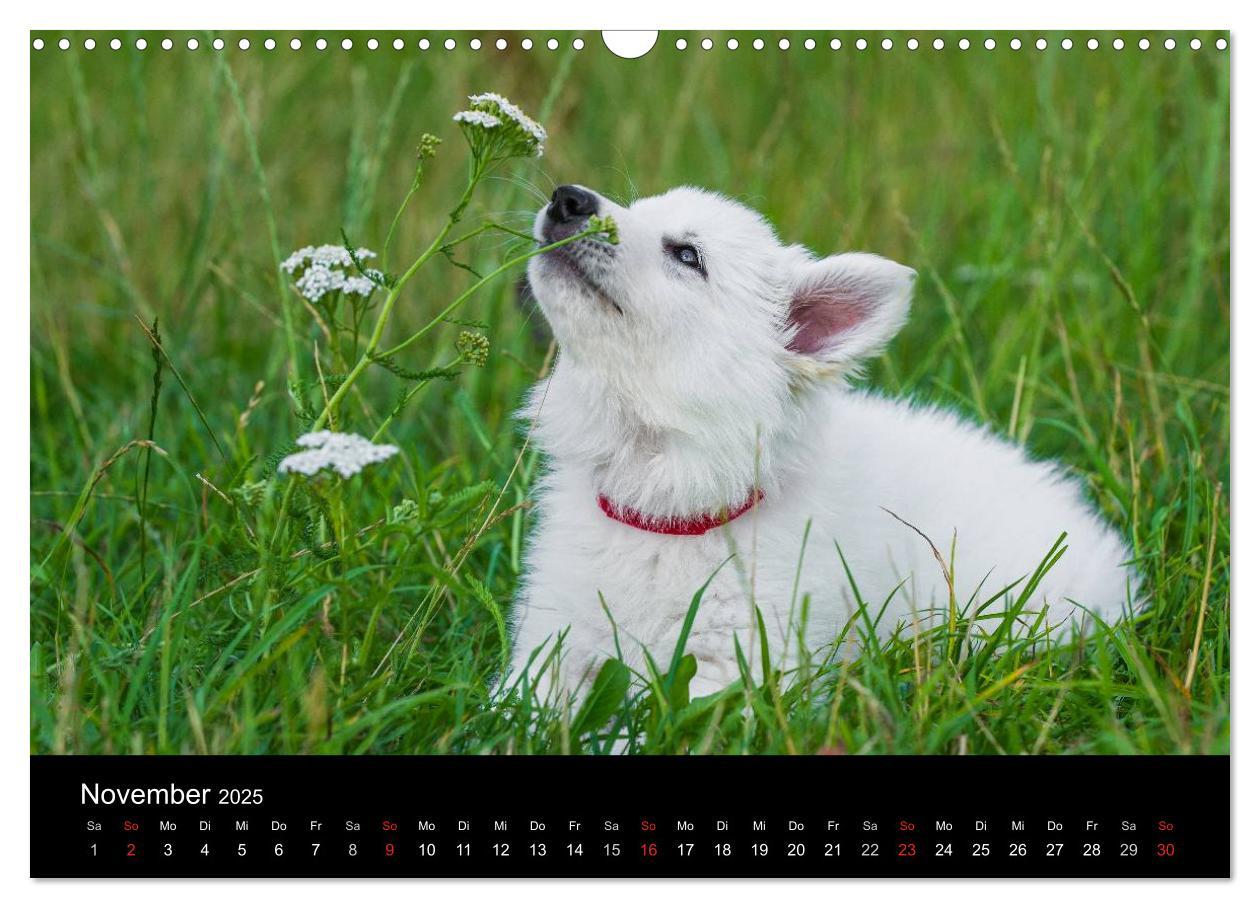 Bild: 9783435759262 | Weißer Schweizer Schäferhund - Ein Tag im Leben einer Hundefamilie...