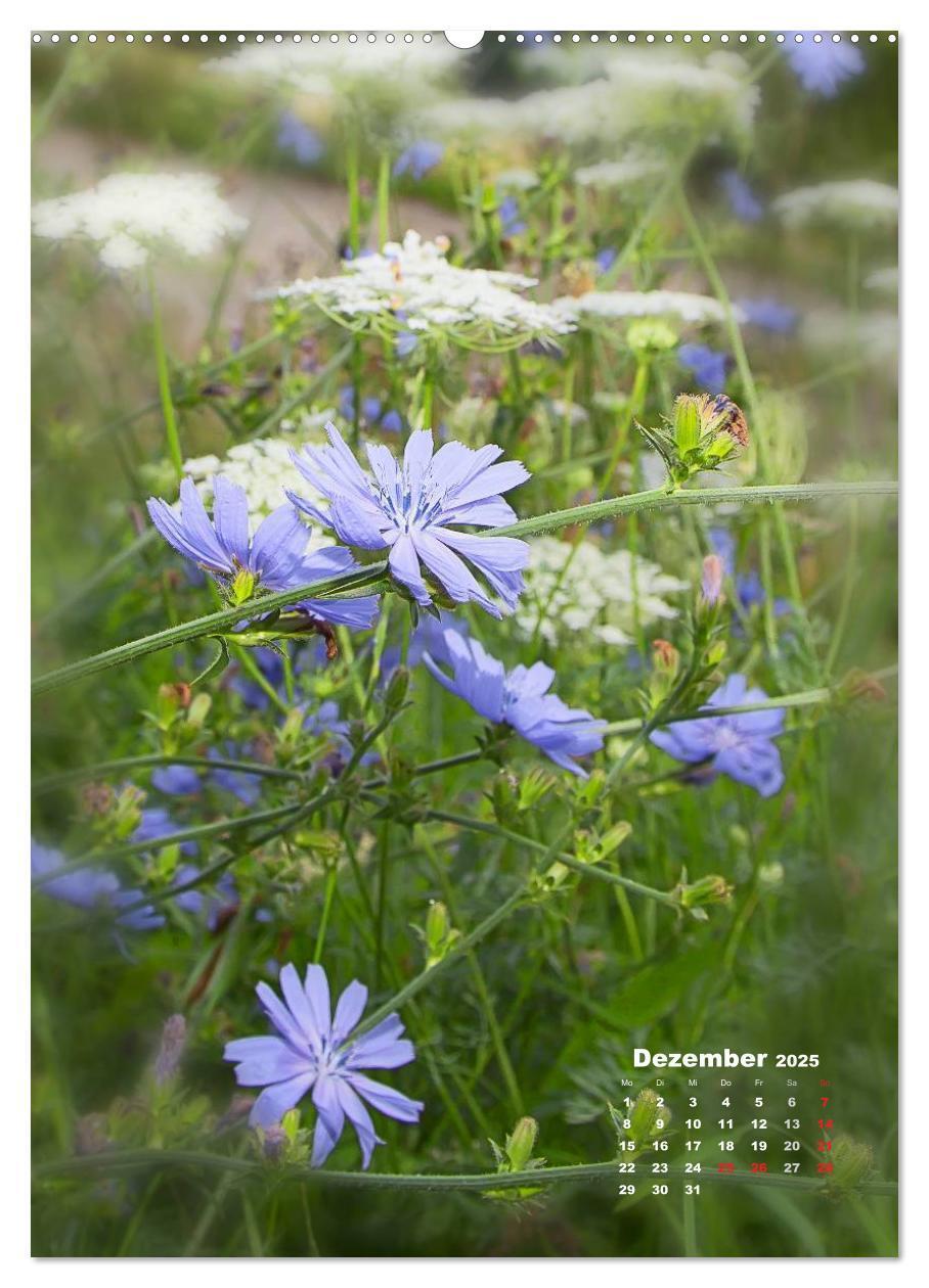 Bild: 9783457036365 | Ein Spaziergang über eine Sommerwiese (hochwertiger Premium...