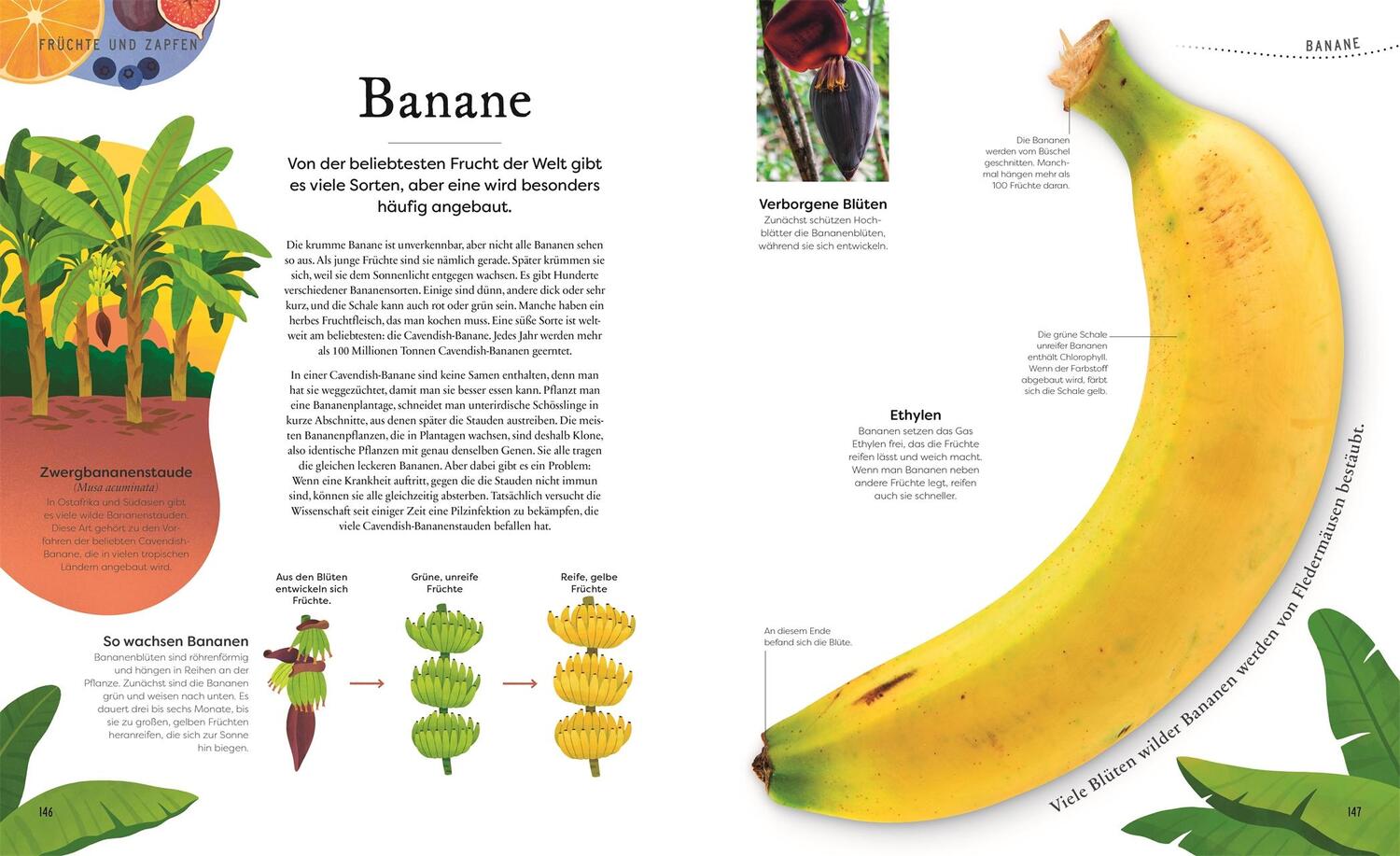 Bild: 9783831046959 | Große und kleine Schätze der Natur. Pflanzen | Ben Hoare | Buch | 2023