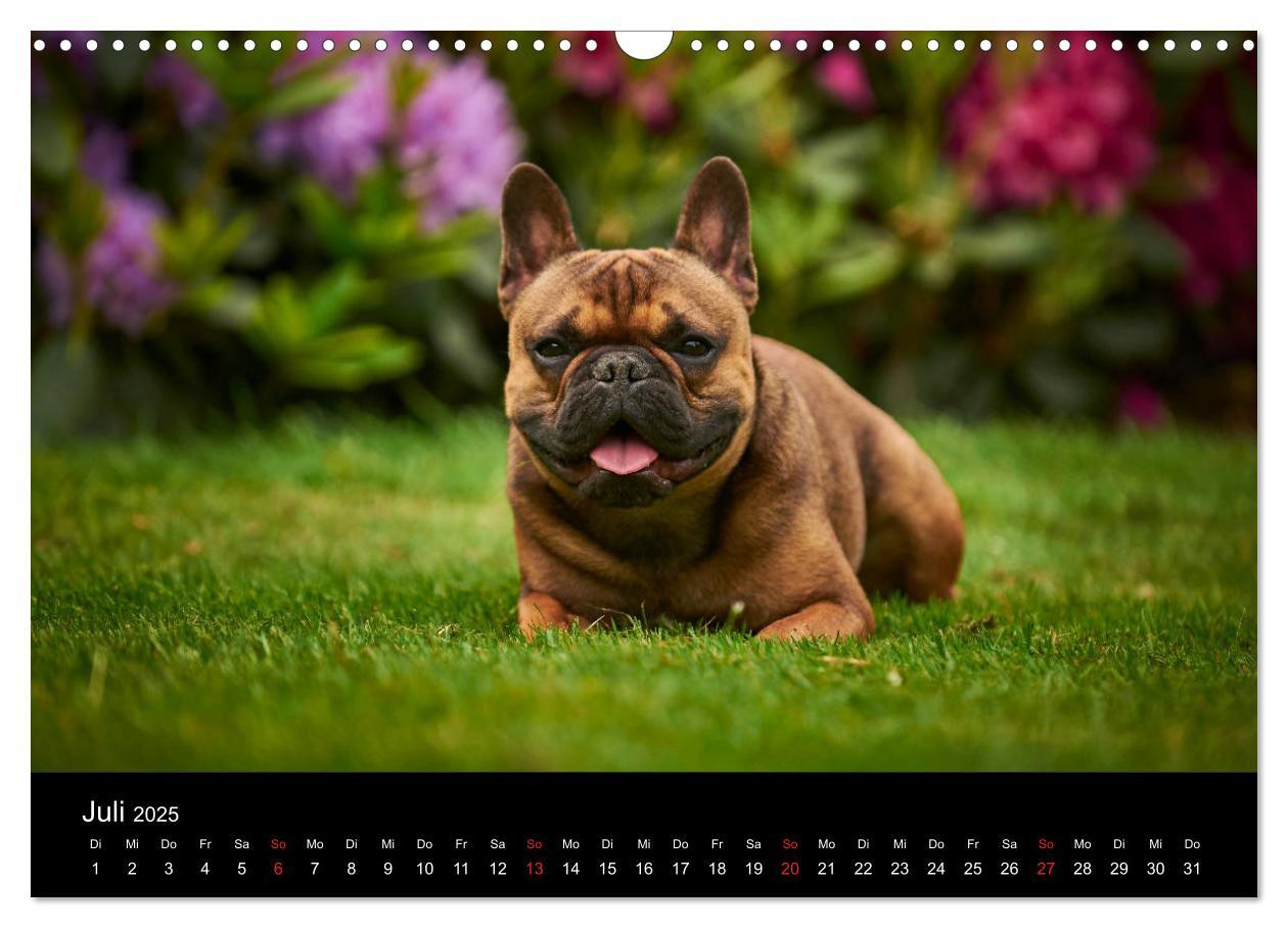 Bild: 9783435301775 | French Bulldog aktiv, verspielt, sportlich (Wandkalender 2025 DIN...