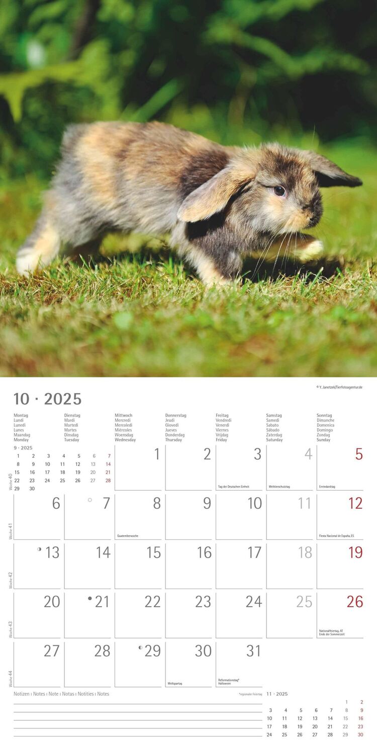 Bild: 4251732340766 | Kaninchen 2025 - Broschürenkalender 30x30 cm (30x60 geöffnet) -...