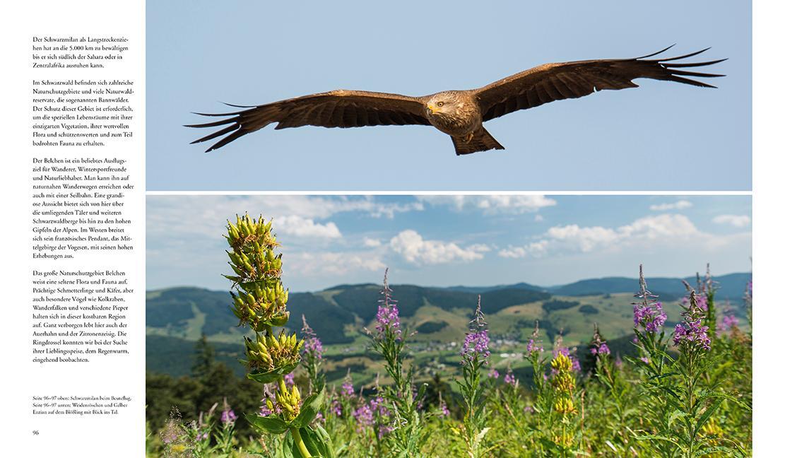 Bild: 9783981088267 | NATURERLEBNIS WILDER SCHWARZWALD | Das lebendige Mittelgebirge | Buch