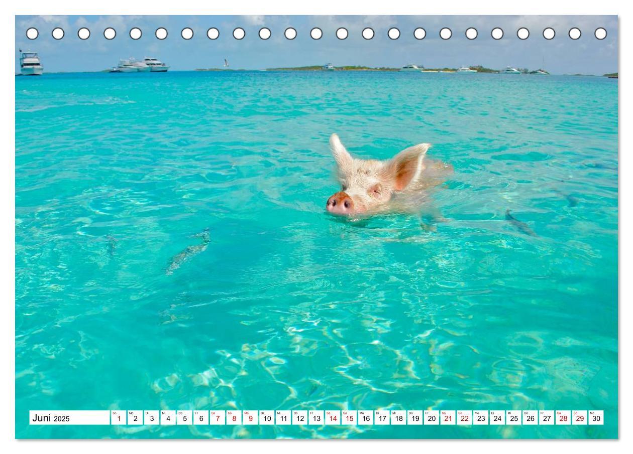 Bild: 9783435420278 | Schweine im Dauerurlaub auf den Bahamas! (Tischkalender 2025 DIN A5...