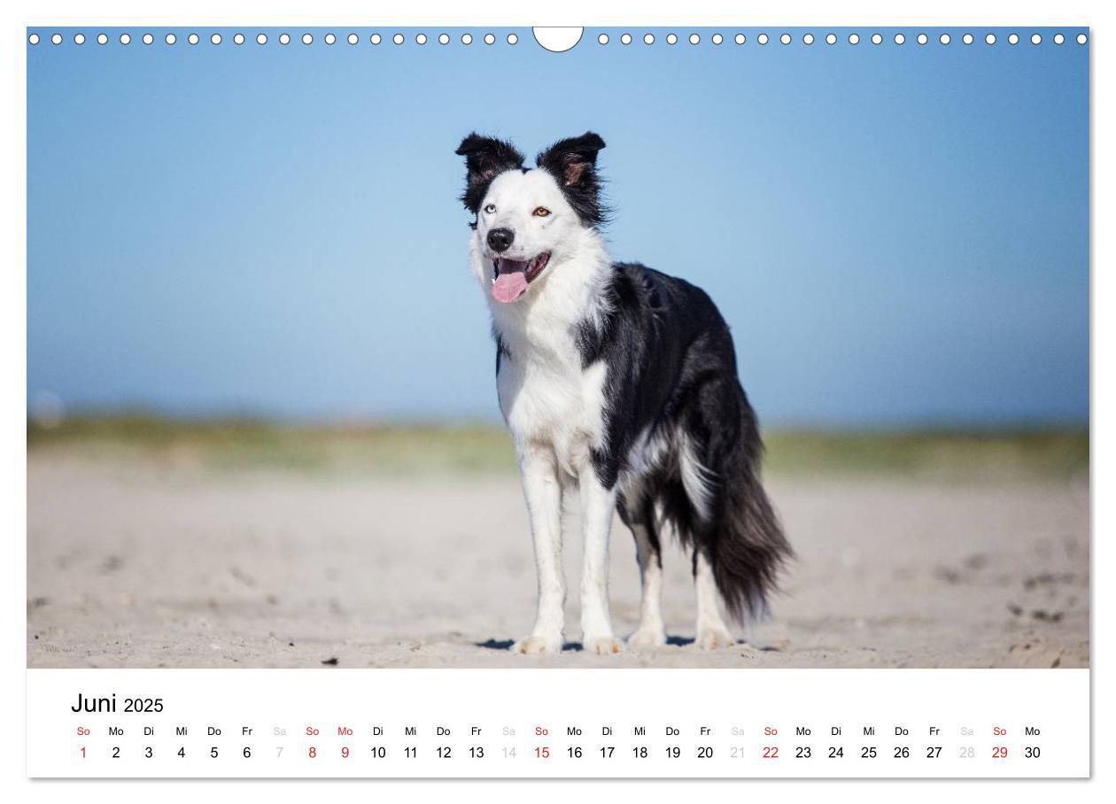 Bild: 9783435577750 | Border Collies 2025 (Wandkalender 2025 DIN A3 quer), CALVENDO...