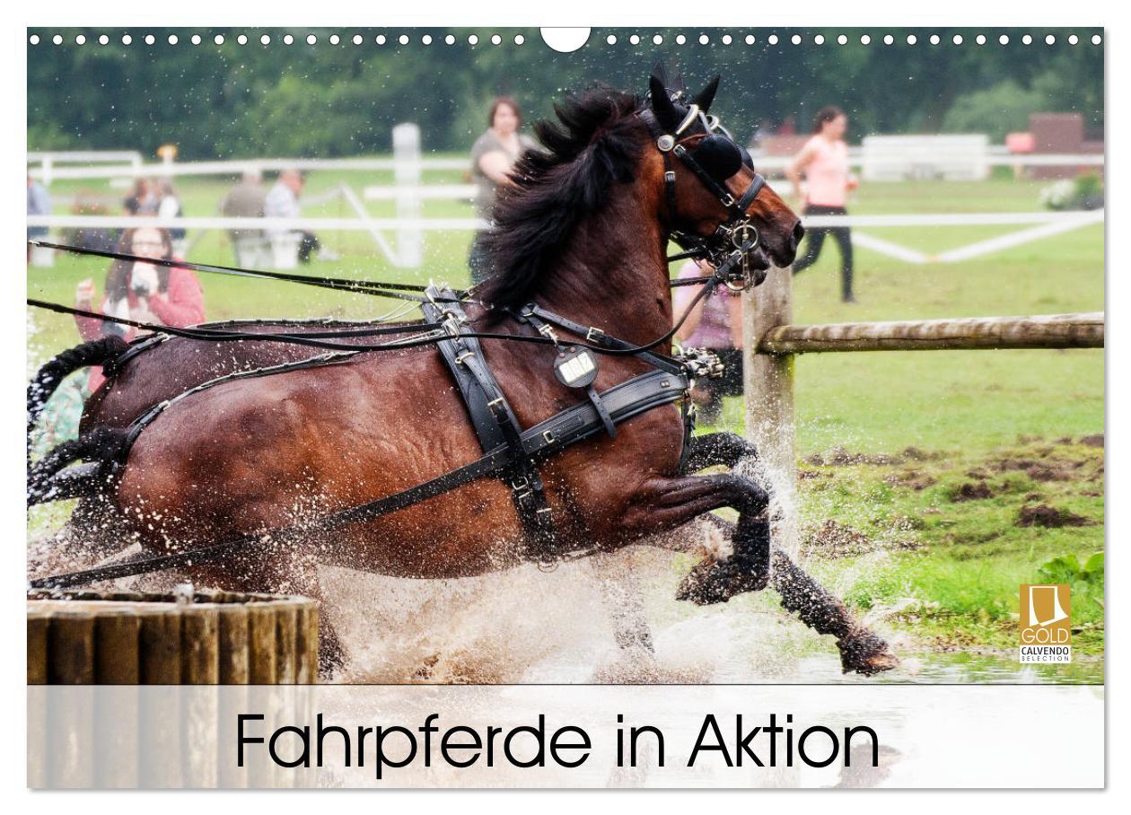 Cover: 9783435333066 | Fahrpferde in Aktion (Wandkalender 2025 DIN A3 quer), CALVENDO...