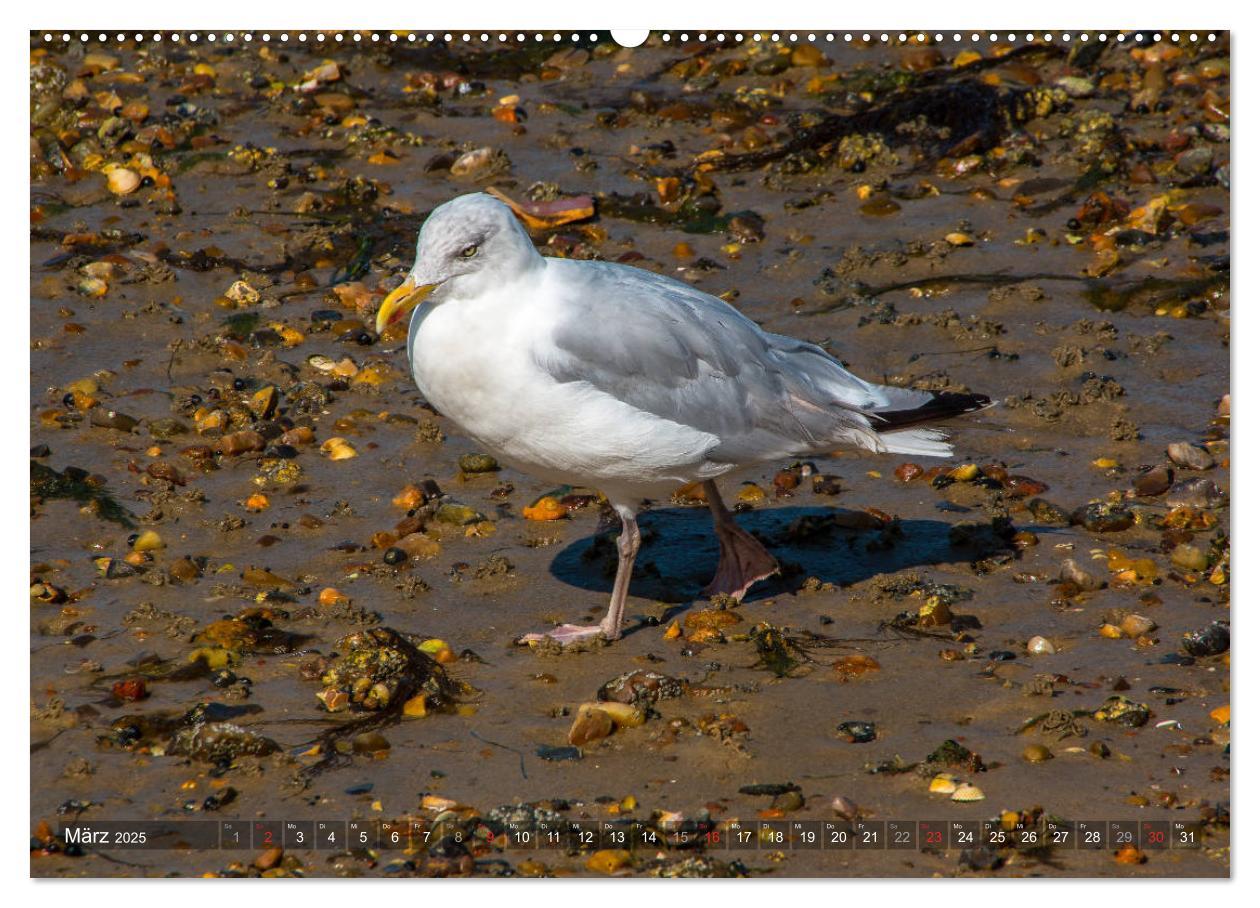 Bild: 9783435271009 | Amrum Insel am Wattenmeer (Wandkalender 2025 DIN A2 quer), CALVENDO...