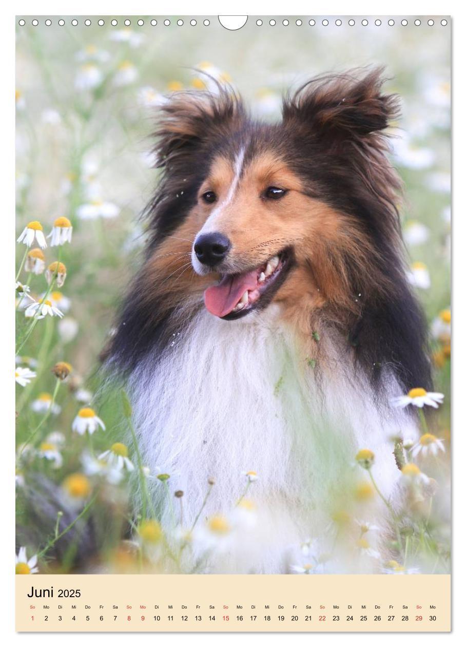 Bild: 9783457040836 | Mit Shelties durchs Jahr (Wandkalender 2025 DIN A3 hoch), CALVENDO...