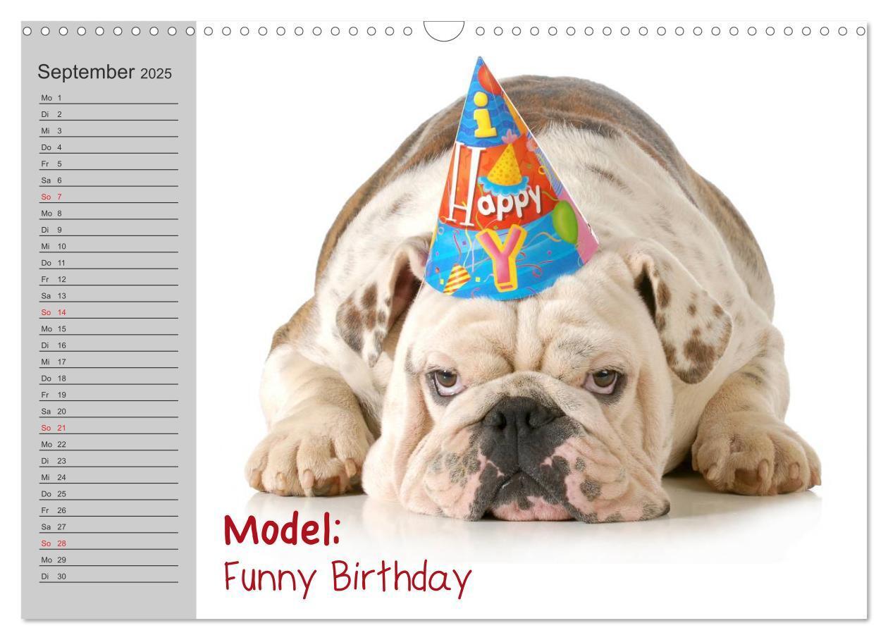 Bild: 9783435539048 | English Bulldog XXL Models (Wandkalender 2025 DIN A3 quer),...