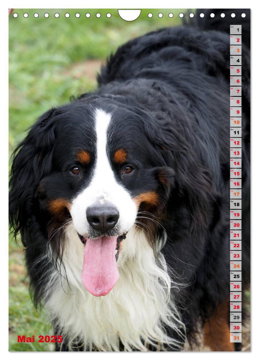 Bild: 9783457032602 | BÄR - Der Berner Sennenhund (Wandkalender 2025 DIN A4 hoch),...