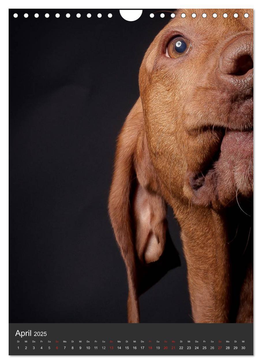 Bild: 9783457016176 | Magyar Vizsla im Portrait (Wandkalender 2025 DIN A4 hoch), CALVENDO...