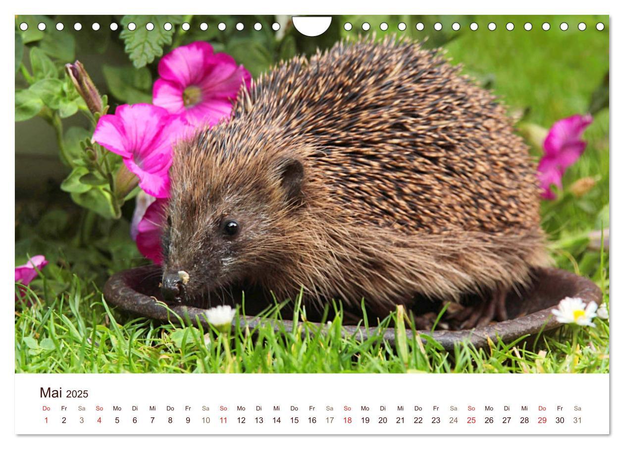 Bild: 9783435473052 | Igel 2025. Tierische Impressionen (Wandkalender 2025 DIN A4 quer),...