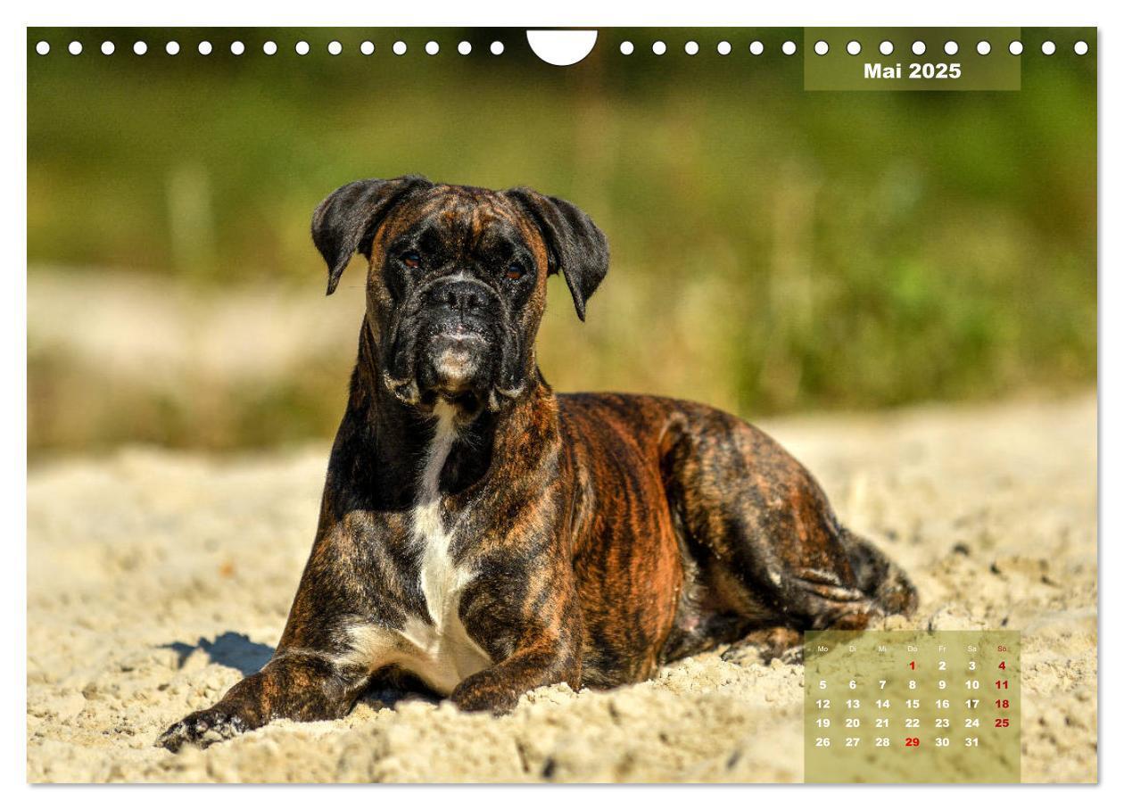 Bild: 9783435179947 | Einmal Boxer - immer Boxer (Wandkalender 2025 DIN A4 quer),...