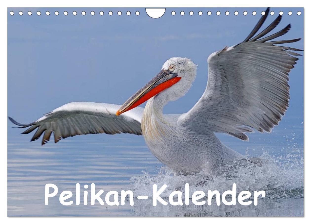 Cover: 9783435699759 | Pelikan-Kalender (Wandkalender 2025 DIN A4 quer), CALVENDO...