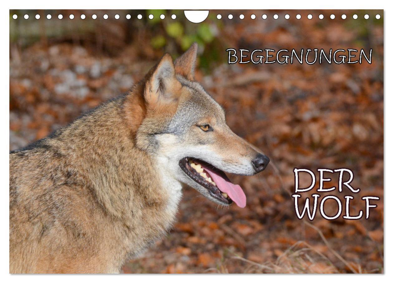 Cover: 9783435393817 | Begegnungen DER WOLF (Wandkalender 2025 DIN A4 quer), CALVENDO...