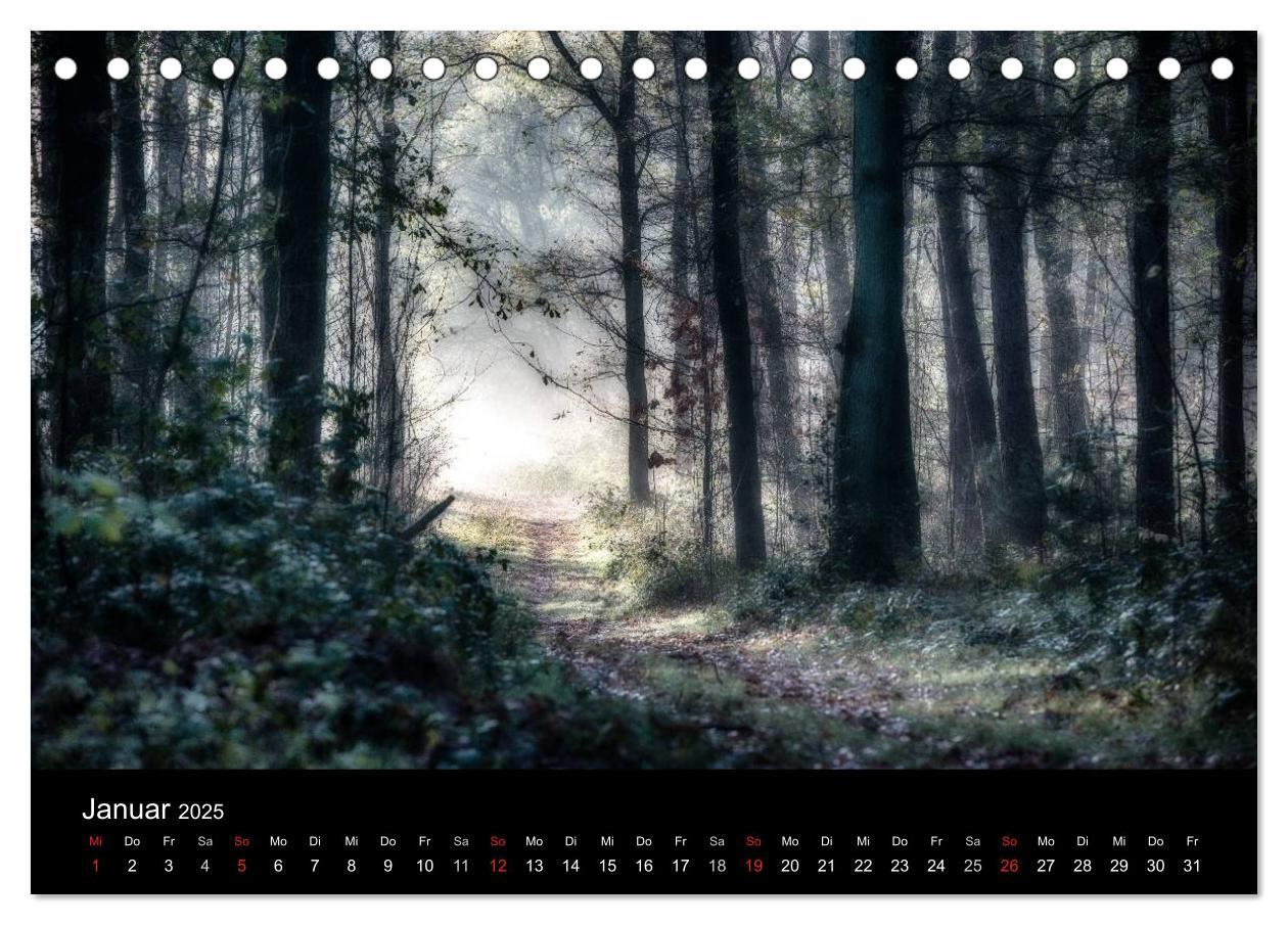 Bild: 9783435500307 | Mystische Wälder (Tischkalender 2025 DIN A5 quer), CALVENDO...