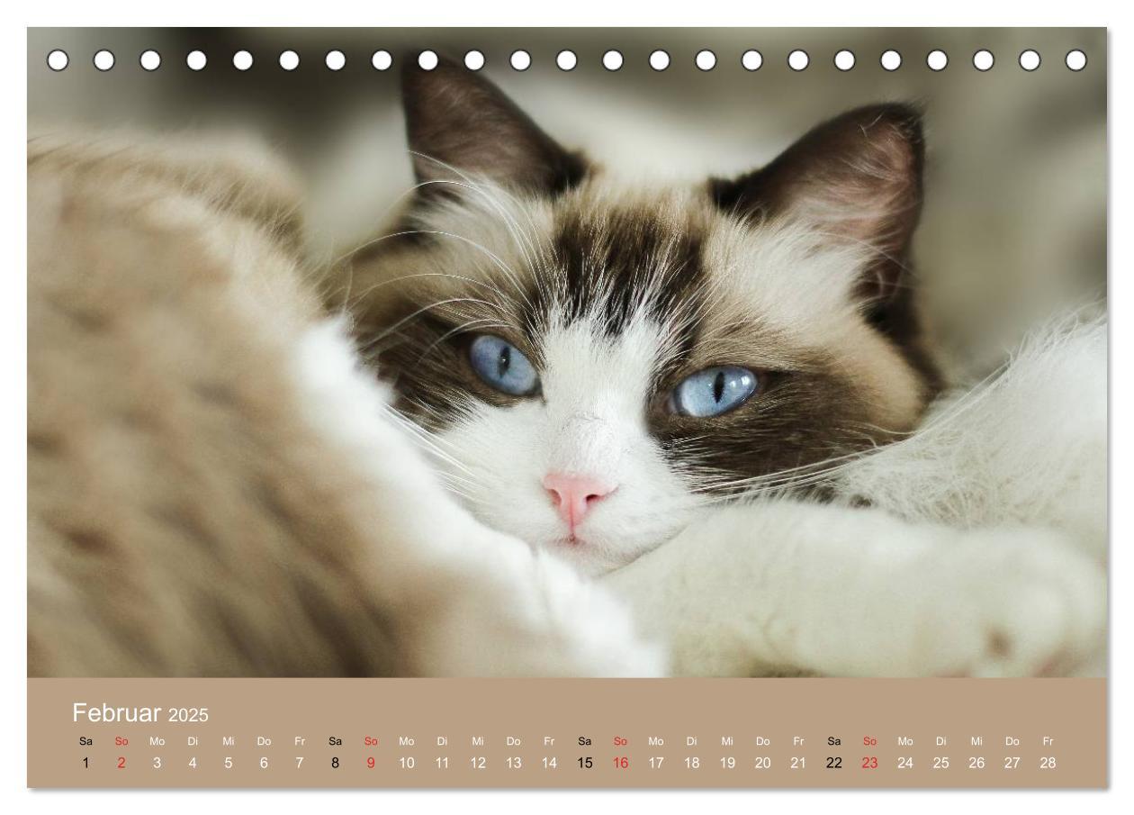 Bild: 9783435490943 | Verliebt in Ragdolls ... die sanfte Katzenrasse (Tischkalender 2025...