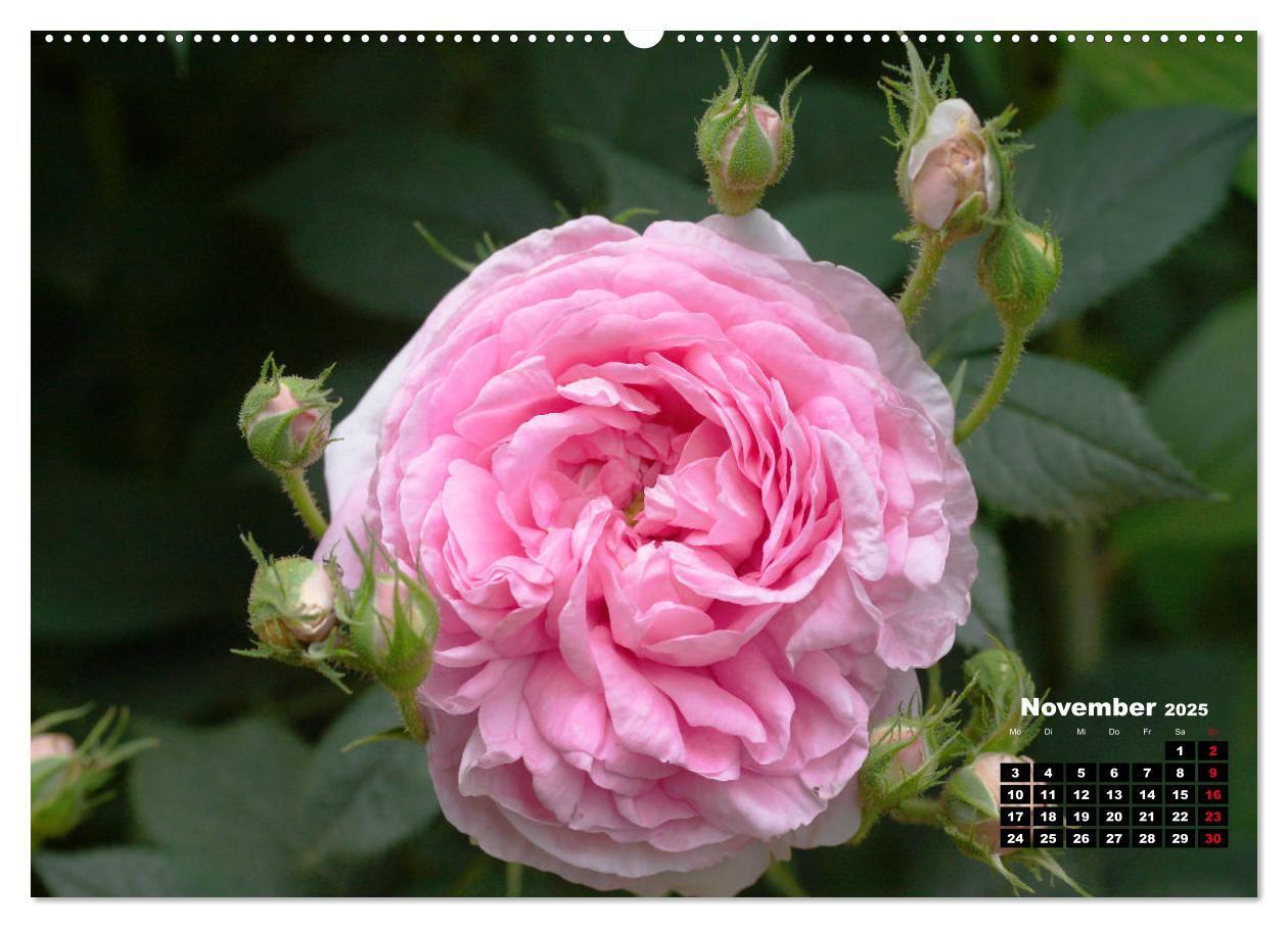 Bild: 9783435234356 | Magie der Rosen (Wandkalender 2025 DIN A2 quer), CALVENDO...