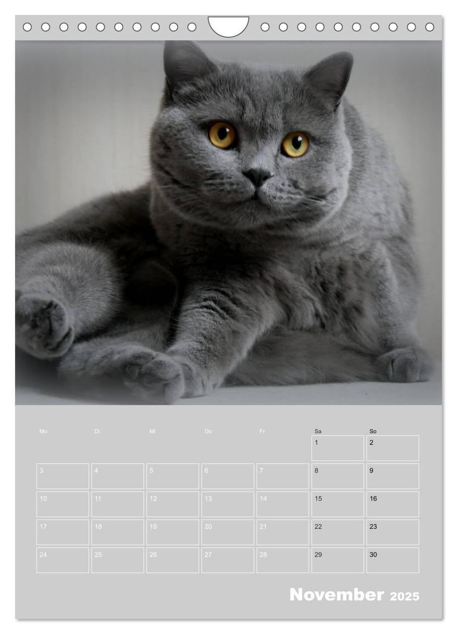 Bild: 9783435992621 | Graue Engel - Britischkurzhaar-Katzen (Wandkalender 2025 DIN A4...