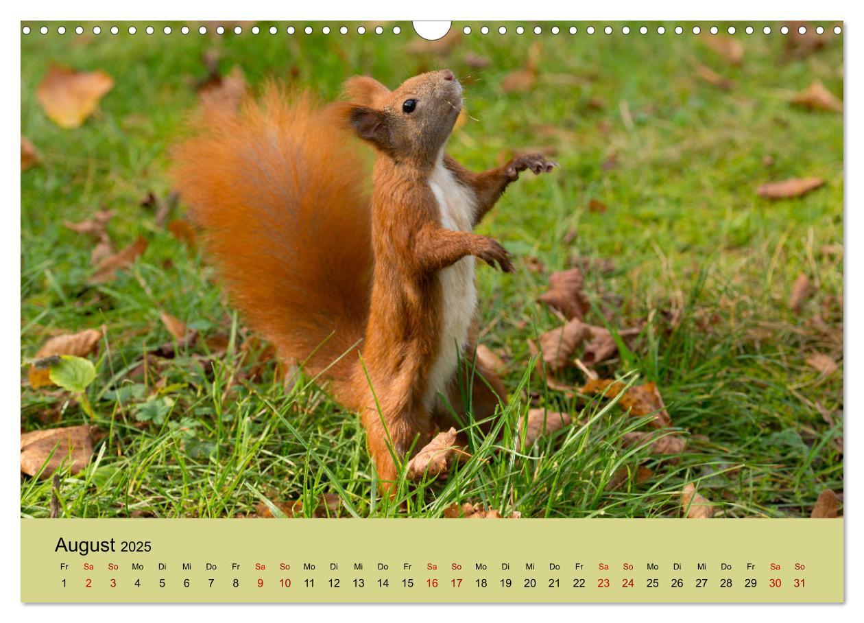 Bild: 9783435174492 | Eichhörnchen in Berlin (Wandkalender 2025 DIN A3 quer), CALVENDO...