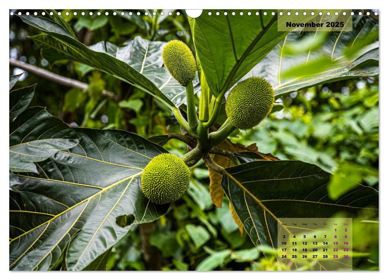 Bild: 9781325836536 | Fruits of Grenada (Wall Calendar 2025 DIN A3 landscape), CALVENDO...