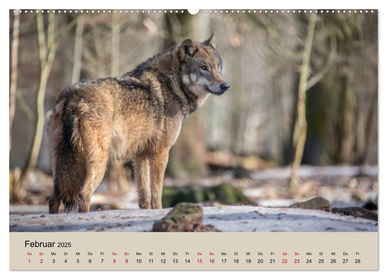 Bild: 9783435346219 | Wolfsrudel (Wandkalender 2025 DIN A2 quer), CALVENDO Monatskalender