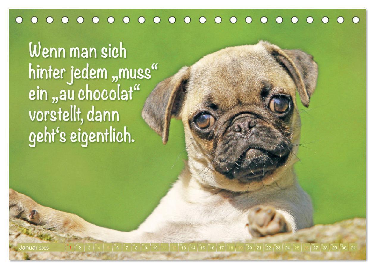 Bild: 9783457167267 | Lächeln mit Mops (Tischkalender 2025 DIN A5 quer), CALVENDO...