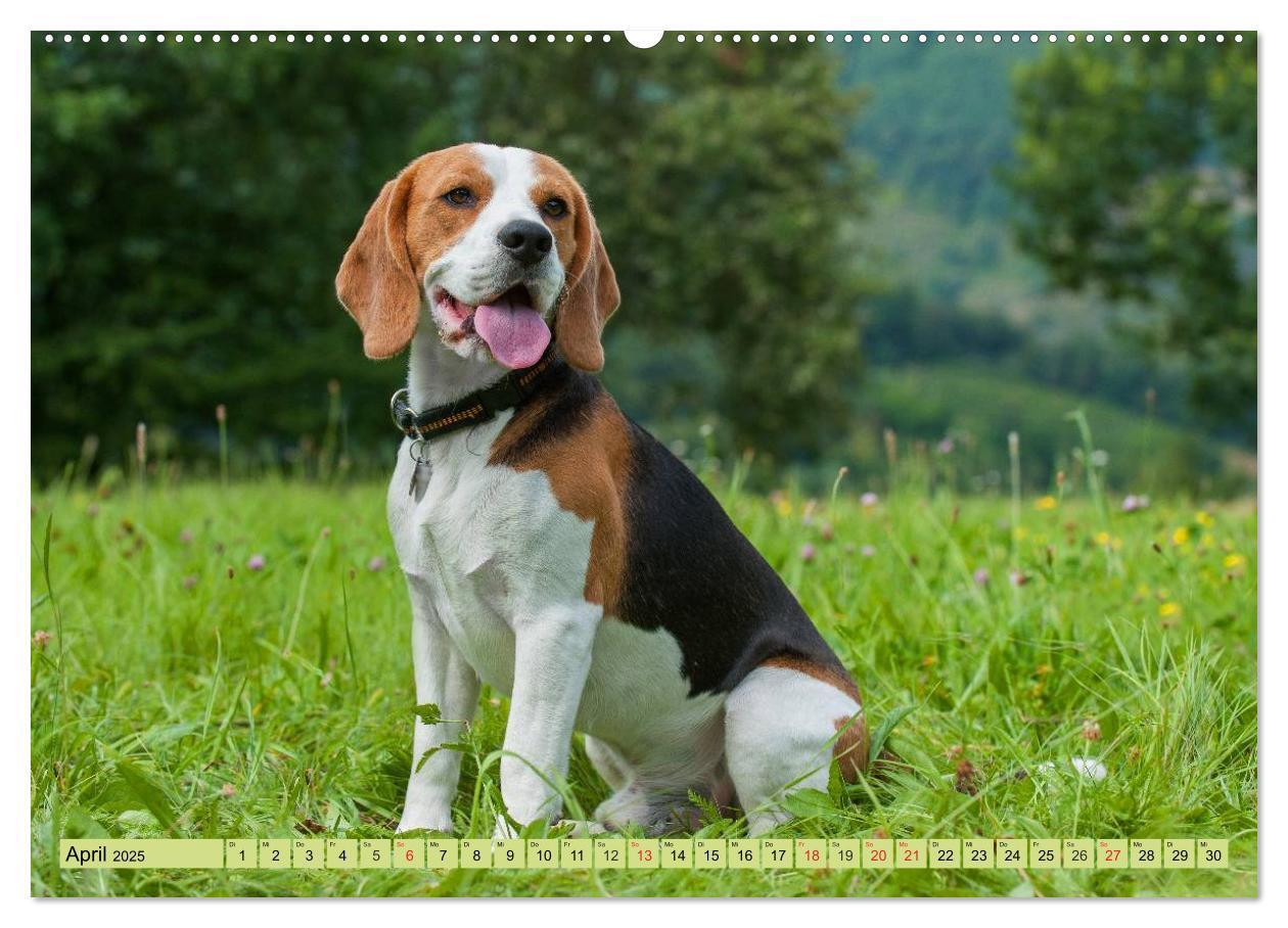 Bild: 9783435573707 | Beagle - Herz auf 4 Pfoten (hochwertiger Premium Wandkalender 2025...