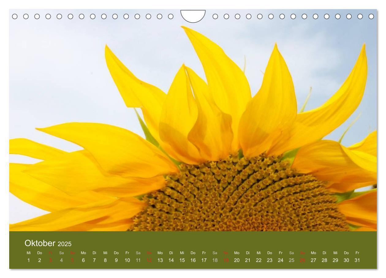 Bild: 9783435800209 | Sonnenblumen - die Blumen der Lebensfreude (Wandkalender 2025 DIN...