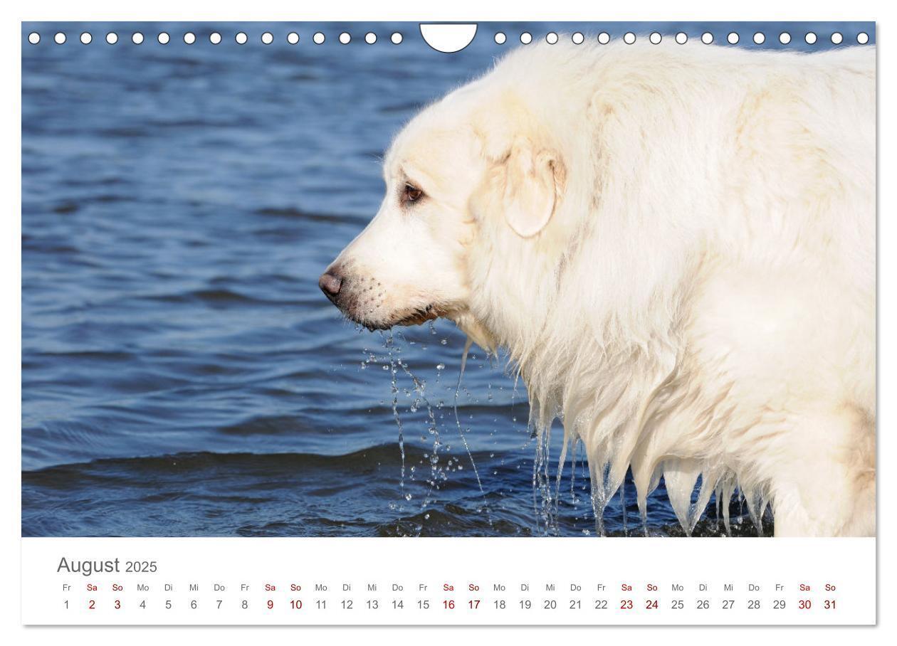 Bild: 9783435055098 | Pyrenäenberghunde (Wandkalender 2025 DIN A4 quer), CALVENDO...