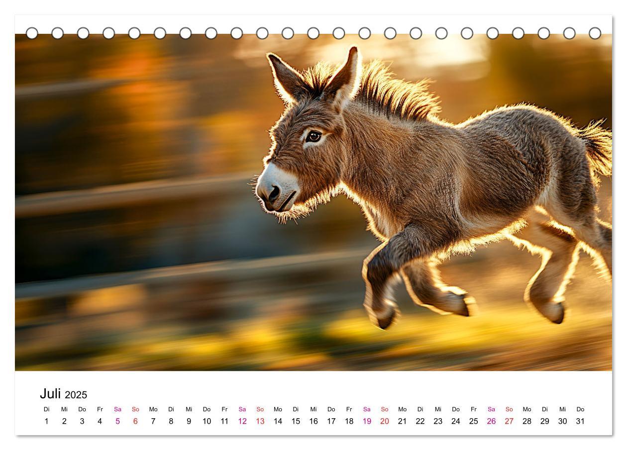 Bild: 9783457215357 | Esel - neugierige Typen (Tischkalender 2025 DIN A5 quer), CALVENDO...