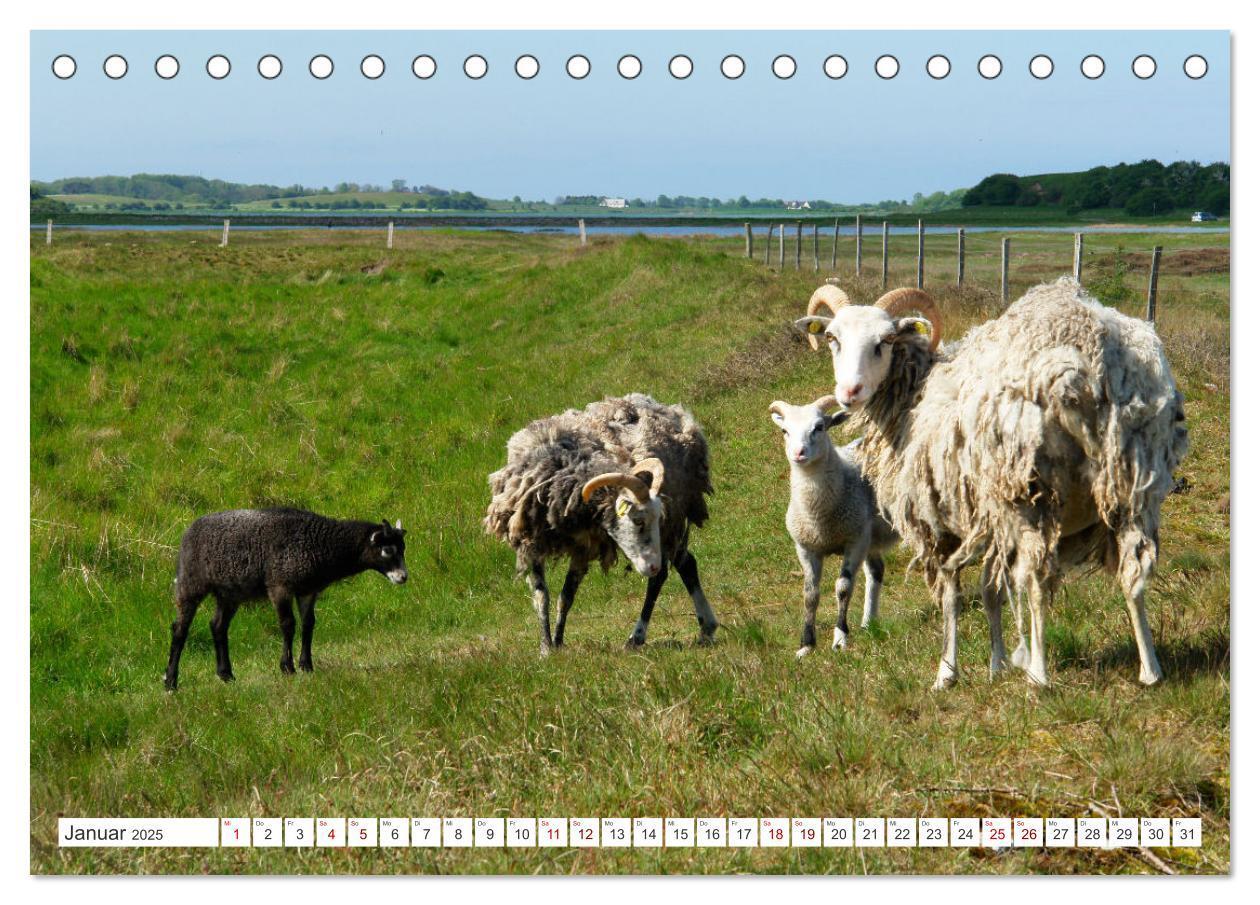 Bild: 9783383832574 | Samsö die dänische Trauminsel im Kattegat (Tischkalender 2025 DIN...