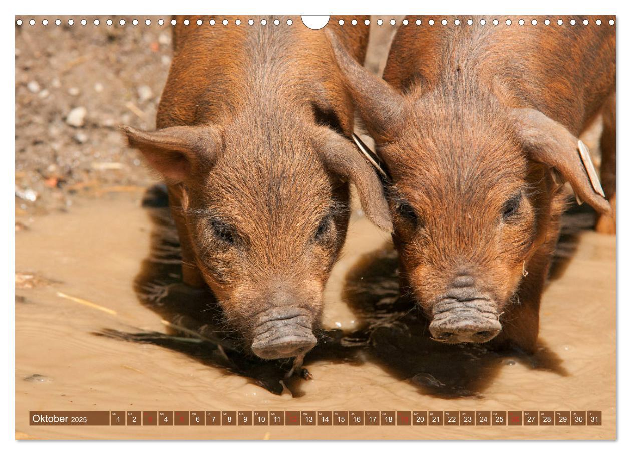 Bild: 9783435195817 | Glückliche Schweine Berkshire-Iberico Ferkel (Wandkalender 2025 DIN...