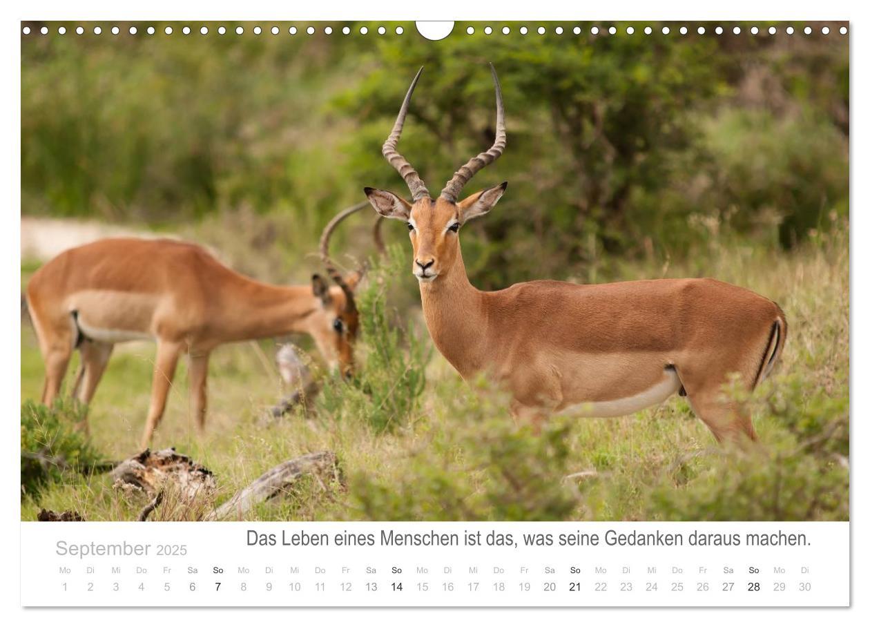 Bild: 9783435819065 | Tierische Glücksmomente mit Weisheiten (Wandkalender 2025 DIN A3...