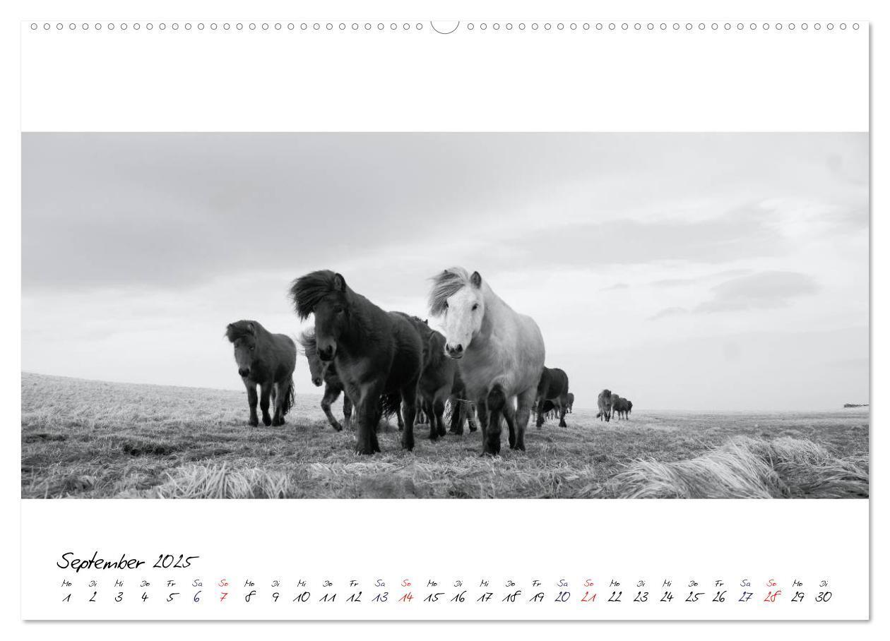 Bild: 9783435760251 | Islandpferde von Brimilsvellir (hochwertiger Premium Wandkalender...