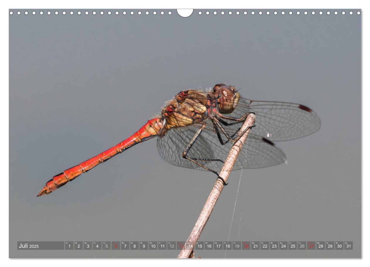 Bild: 9783435717552 | Libellen - Fliegende Edelsteine (Wandkalender 2025 DIN A3 quer),...