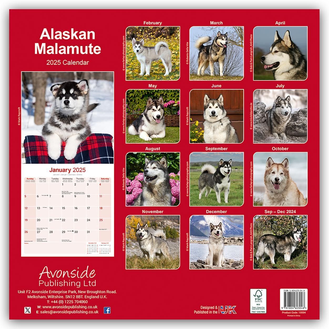 Rückseite: 9781804603048 | Alaskan Malamute 2025 - 16-Monatskalender | Avonside Publishing Ltd